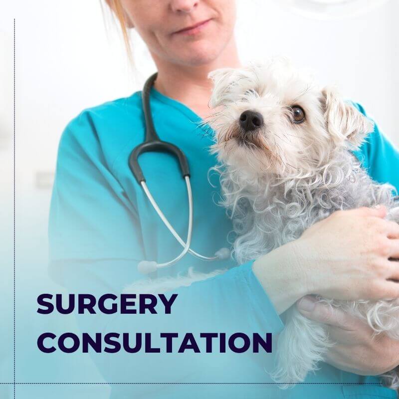 Veterinary Doctor in Gurgaon - Monkoodog