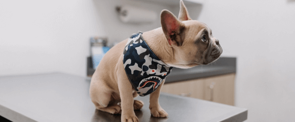 Why does dog need immunization?