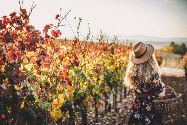Top 5 Wineries in Margaret River Western Australia for 2022