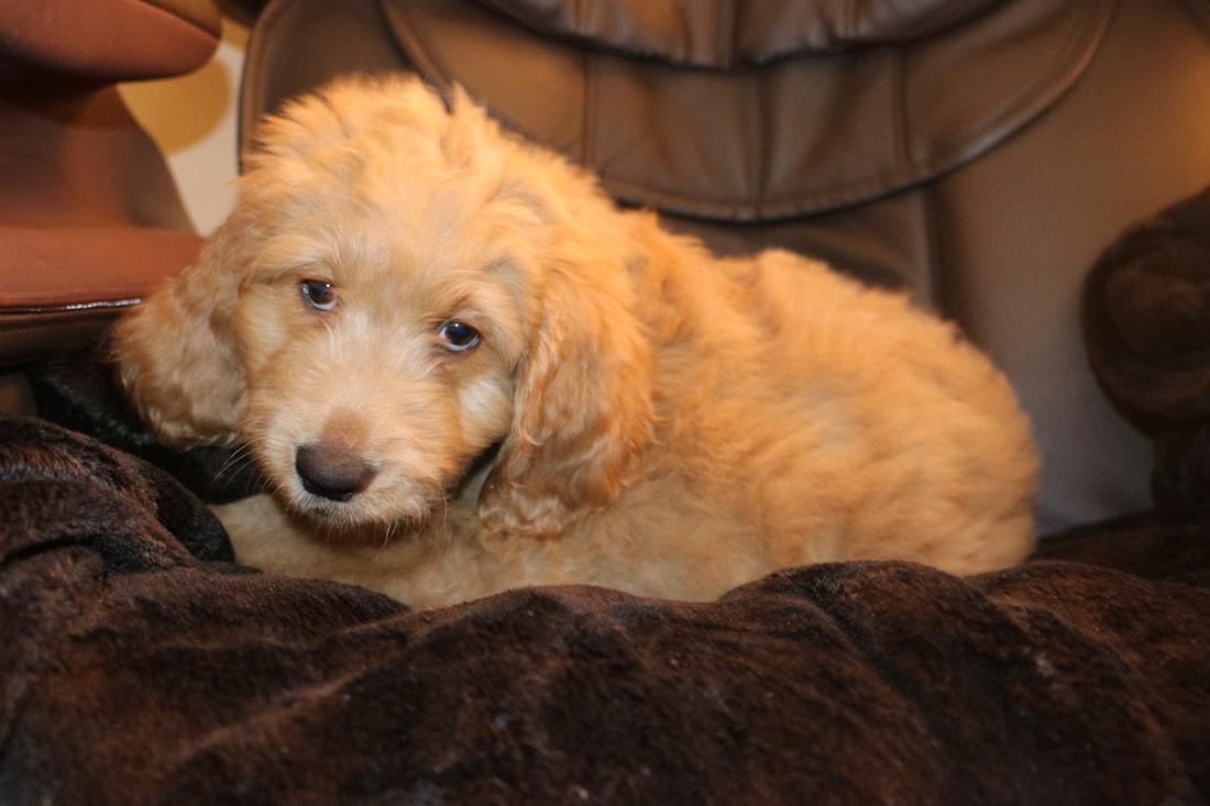 Are You Interested in Goldendoodle Puppies Tennessee?