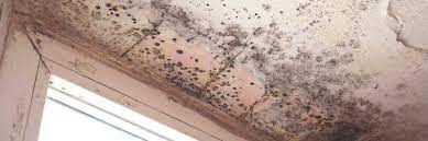 Toxic Mold Damage - The Removal Process