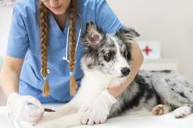 Animal Vaccines Market Share, Trends, Product Estimates & Strategy Framework To, 2022-2028