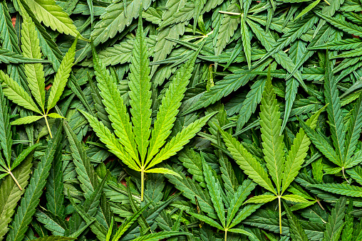 Cannabis Cultivation Global Market 2022 - By Application, Growth, Segments And Outlook 2031