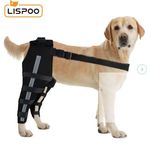 Knee Brace For Dogs Free Shipping - Crawlpaw