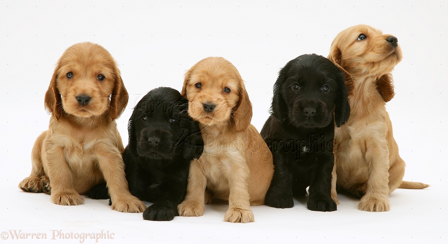 #1 Cocker spaniel breeders | Cocker spaniels for sale | Buy/Reserve Now | Shipping Worldwide