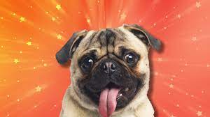 Dog quizzes To Learn Basic Elements