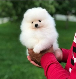 Teacup pomeranian for adoption