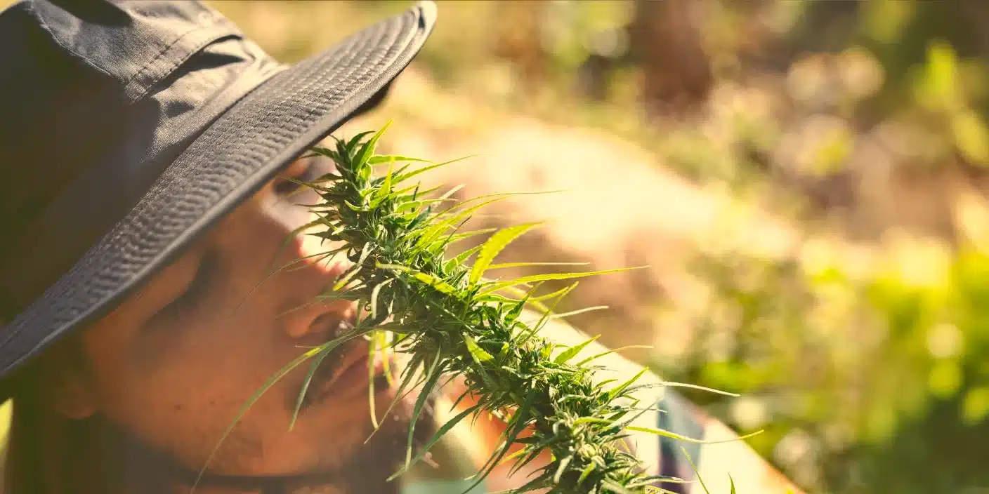 Las mejores semillas de marihuana en Argentina: calidad premium para cultivadores exigentes