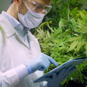 Buy Marijuana Online UK