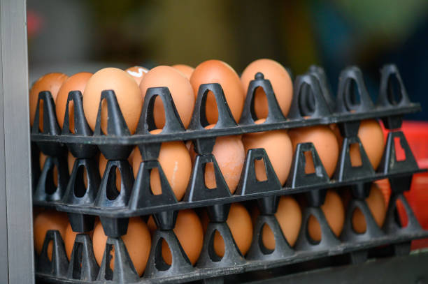 Why Washing Plastic Egg Trays Are An Absolute Necessity?