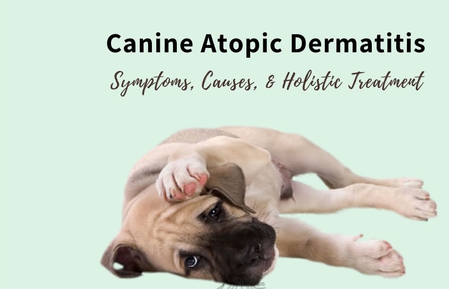 Global Canine Atopic Dermatitis Market 2022: COVID-19 Impact Analysis and Industry Forecast Report, 2028