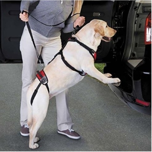 Consider Shopping From The Disabled Pet Supplies Archives
