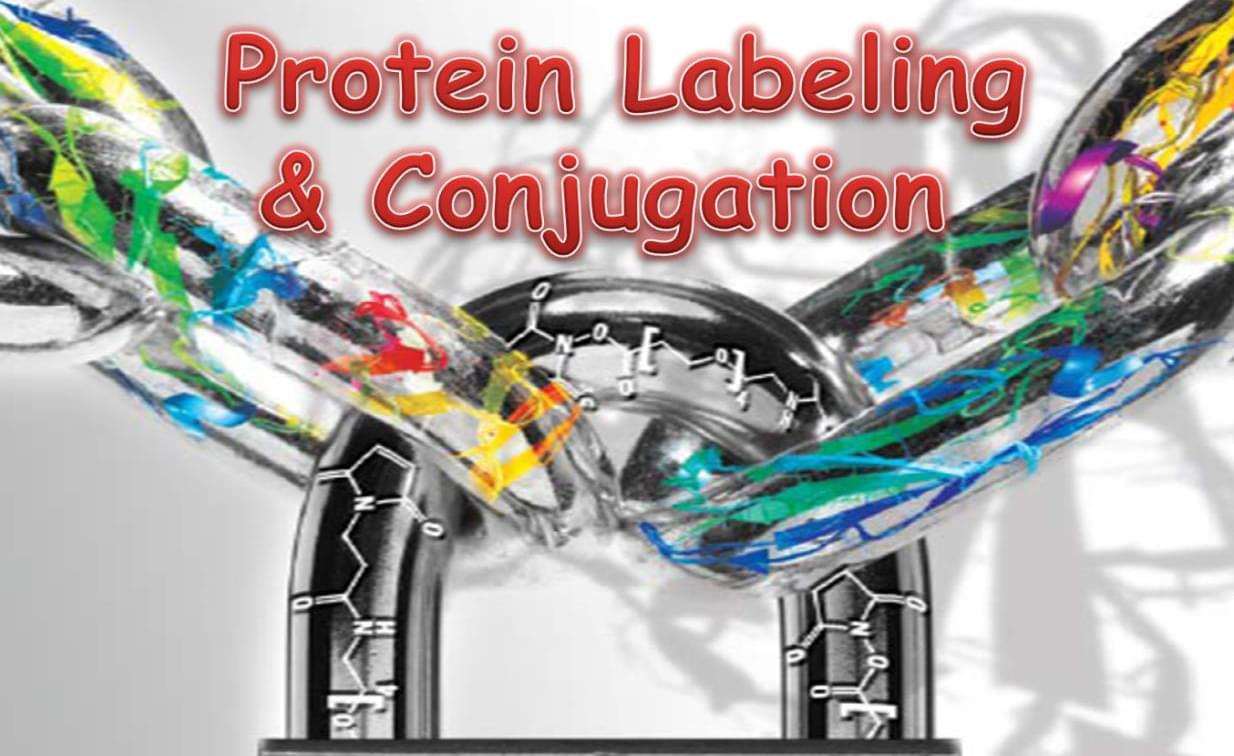 Protein Labeling Market | Global Industry Trends, Segmentation, Business Opportunities & Forecast To 2028