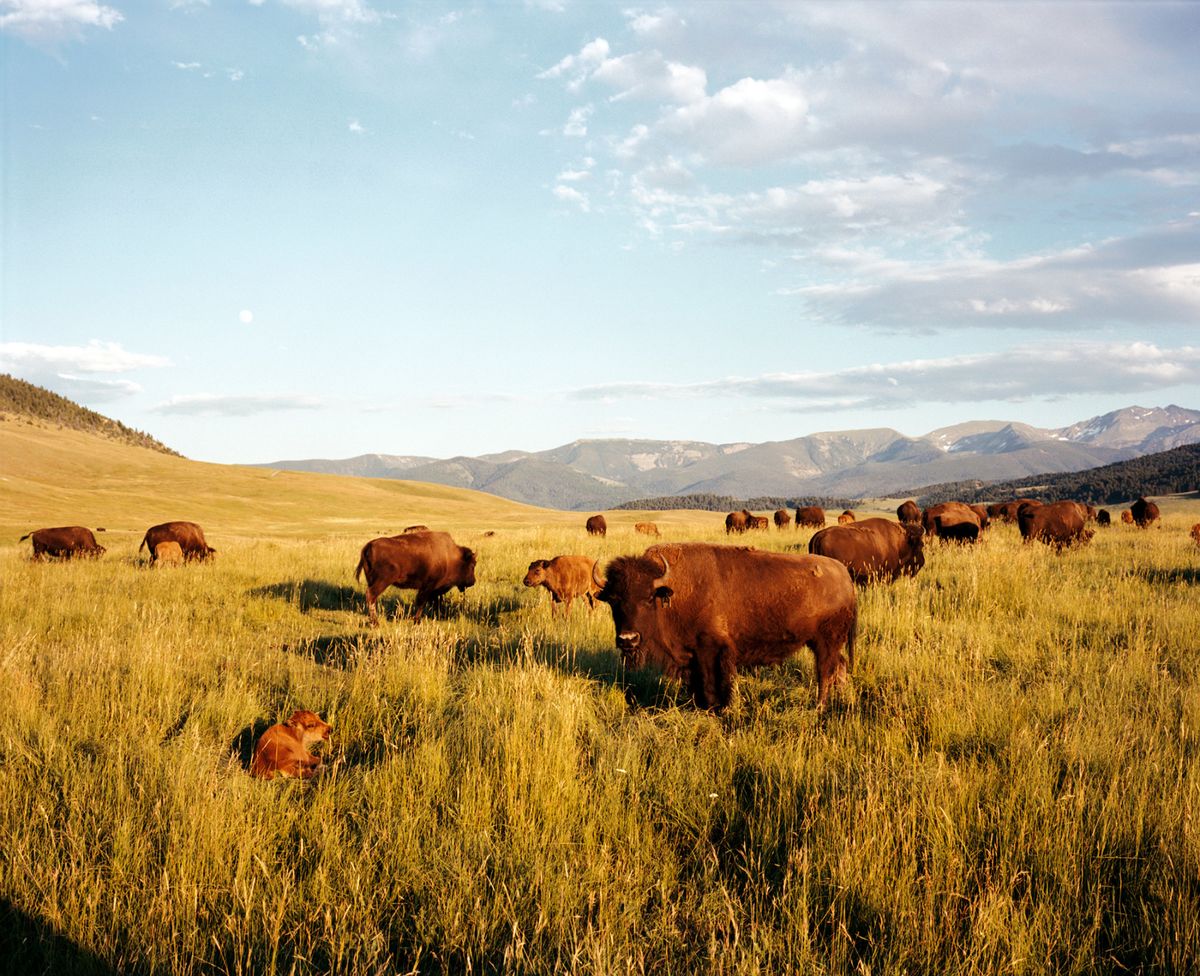 Getting Started With Bison Ranching