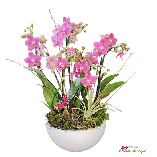 Orchid Arrangements: A Versatile and Stunning Choice for All Occasions