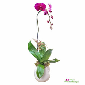 Elegant Orchid Arrangements for Every Occasion