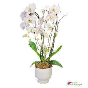 Why Every Modern Office Should Have a Monthly Orchid Subscription