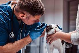 5 Benefits Of Taking Your Dog To The Vet Regularly