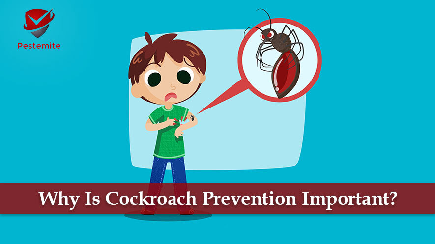 Why Is Cockroach Prevention Important?