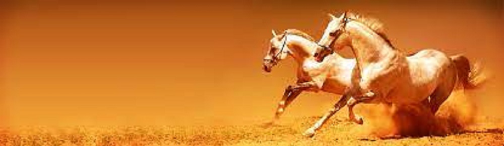 Things You Need to Know Before You Purchase a Horse