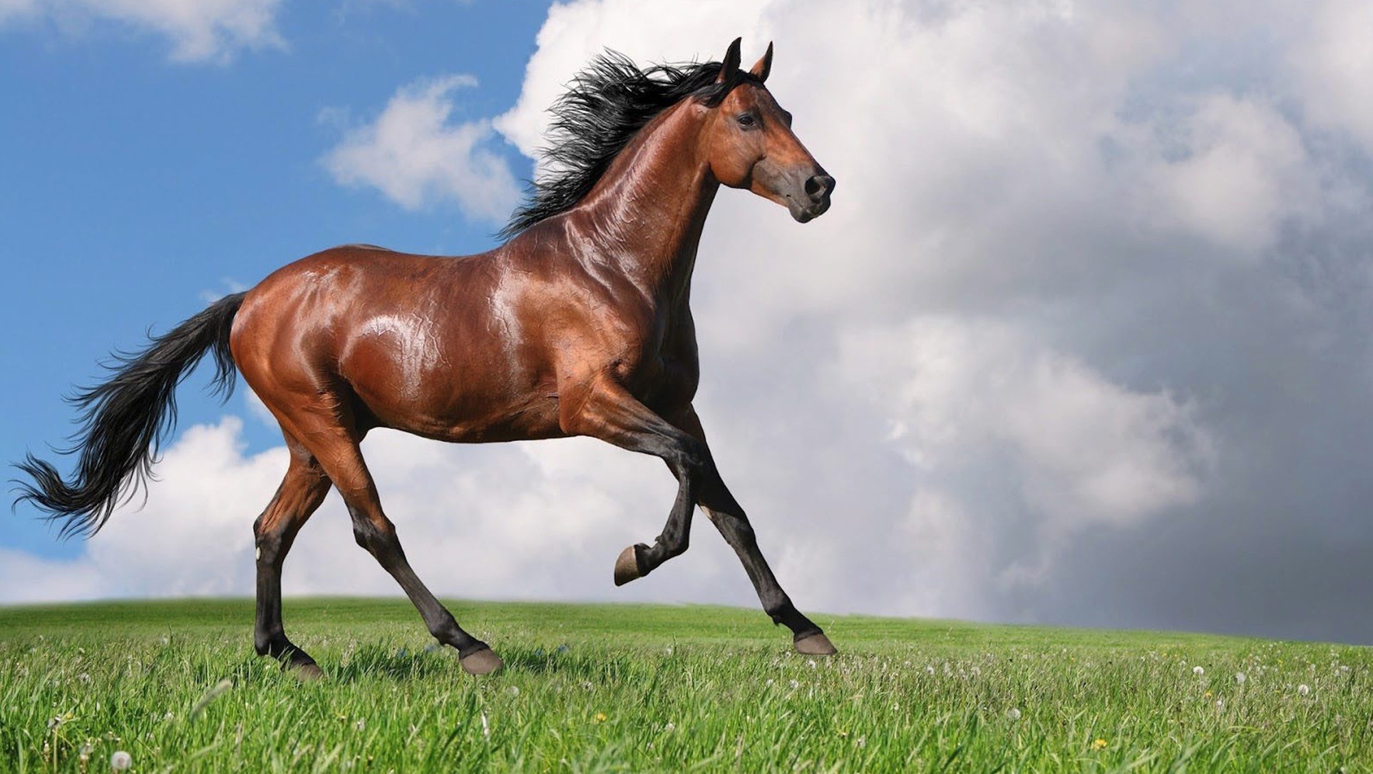 Read This Before Purchasing Your First Horse!