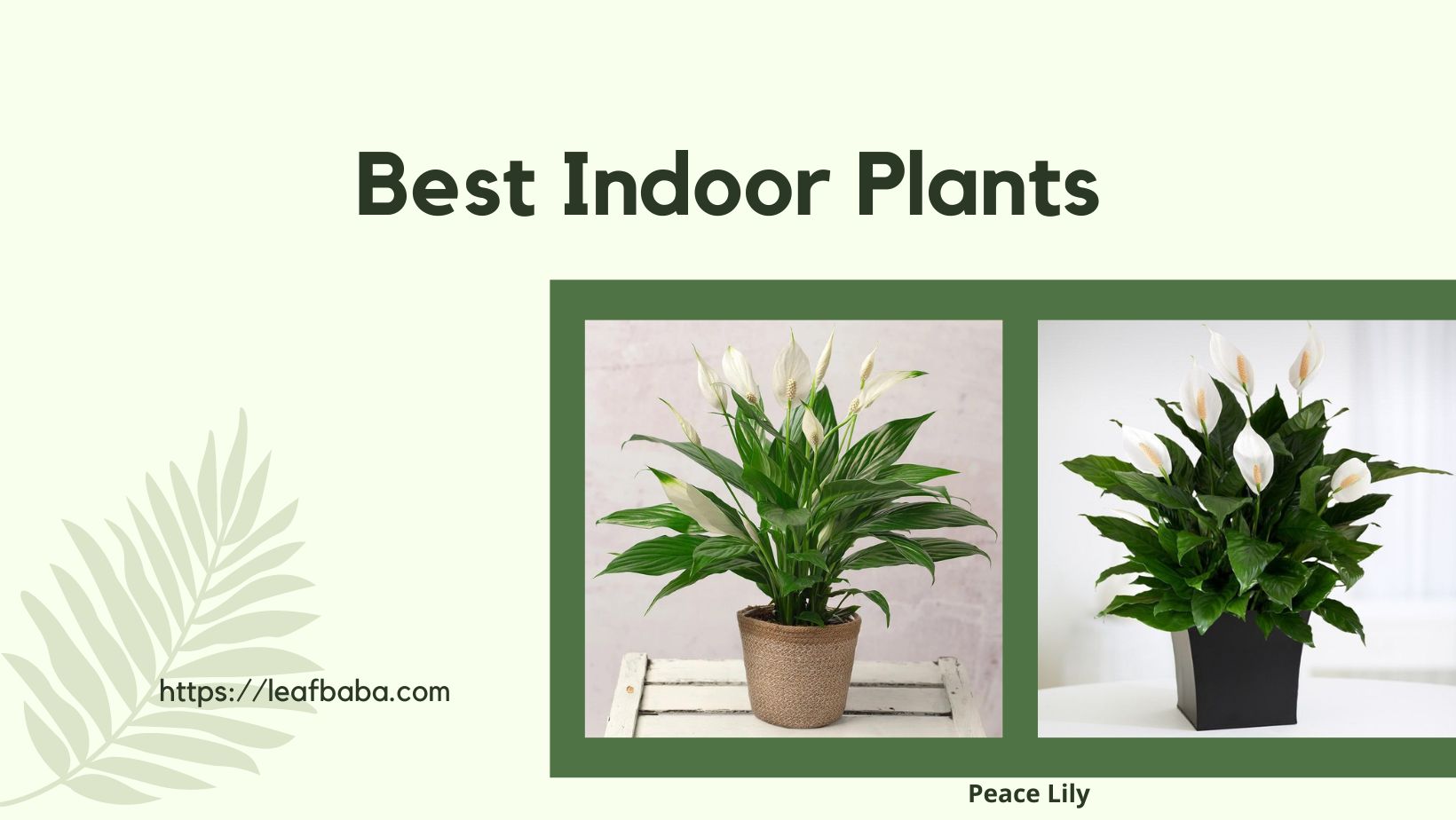 4 Ways to Keep Your Peace Lily Plants Healthy and Beautiful