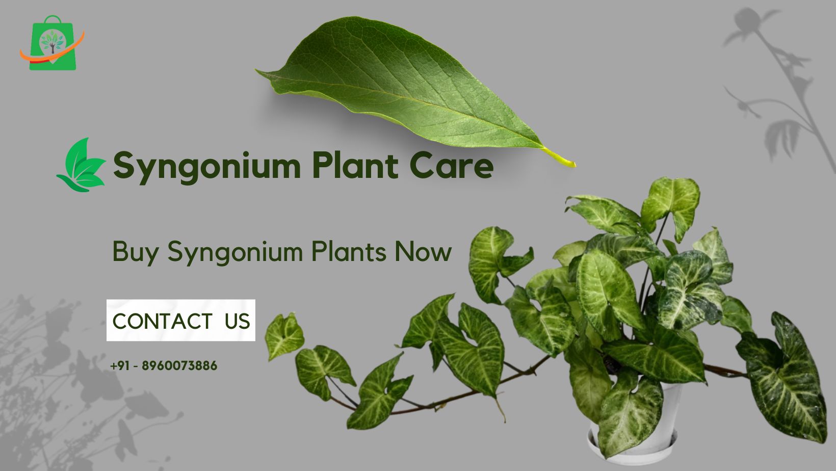 Syngonium Plant Care: A Beginner’s Guide