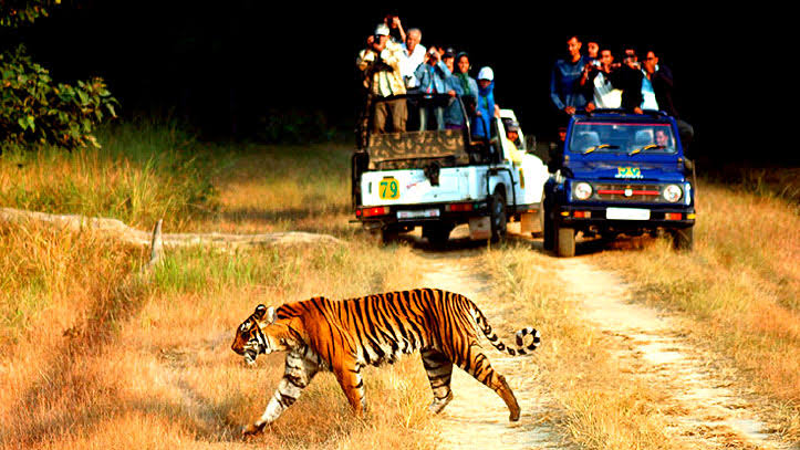 Jim Corbett Safari