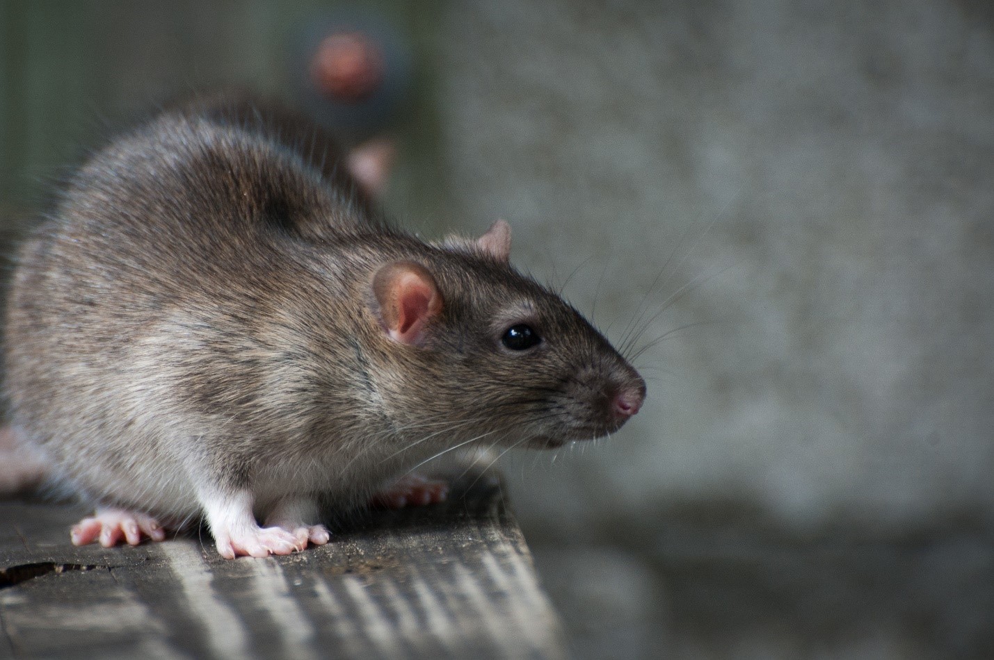 Why Investing in Mice Control Brampton Services should be your First Choice?