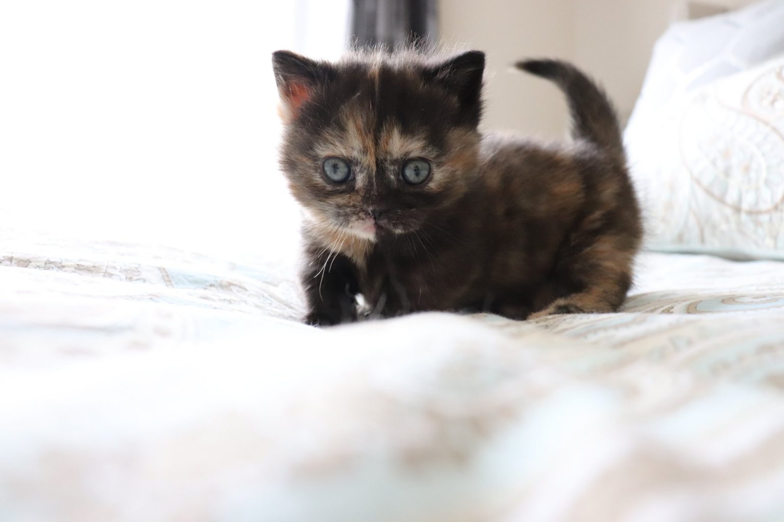 Munchkin Kittens for Sale