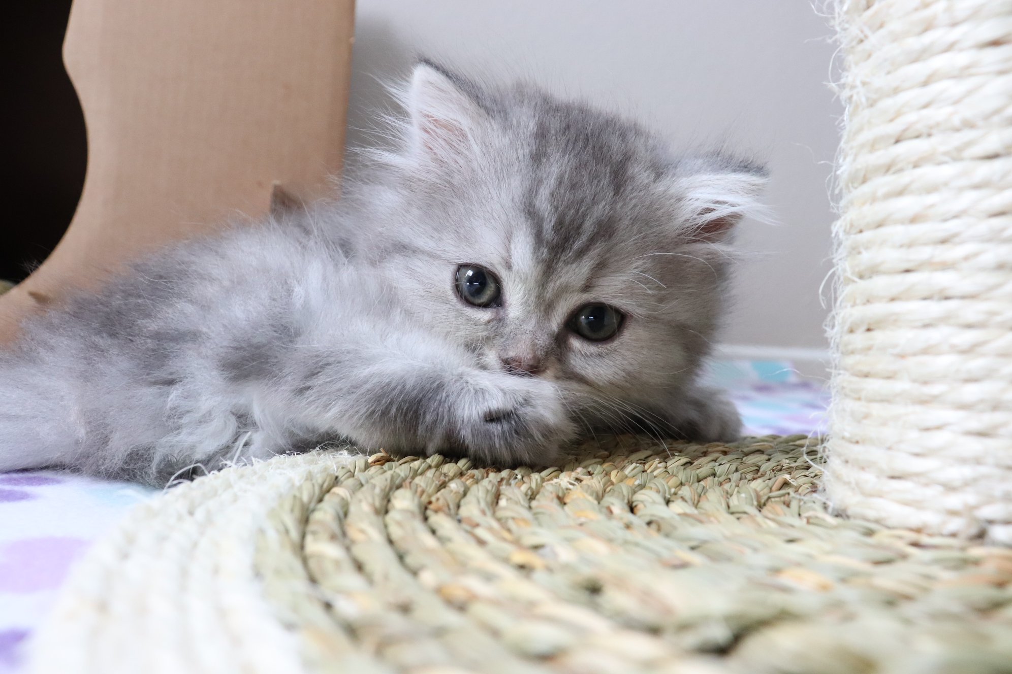 All You Need to Know About the Munchkin Cat Breed