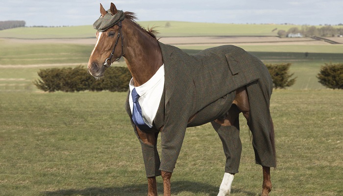Animals Wearing Clothes Market Insights, Size, Sales Volume, Value and Forecast 2022-2027