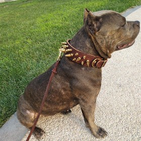 Six Essential Accessories For The Dog