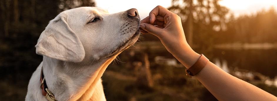 Brain Training For Dogs | Brain Training For Dogs Reviews