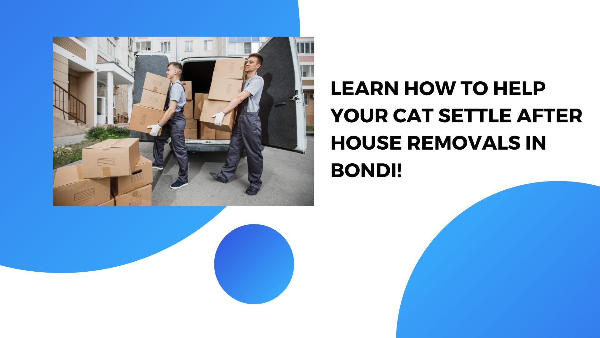 Learn How To Help Your Cat Settle After House Removals In Bondi!