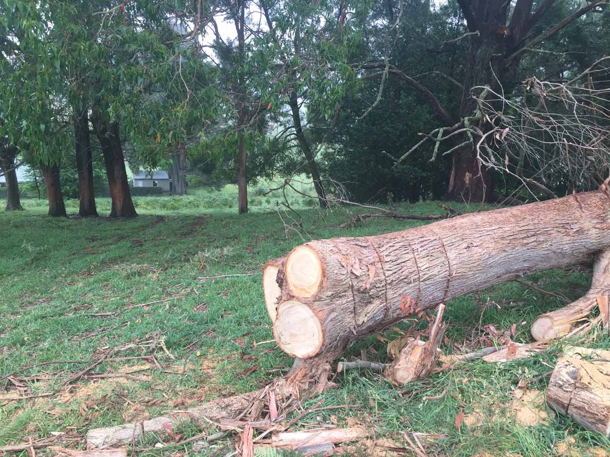 Protecting Nature: The Importance of Tree Services for Healthy Living