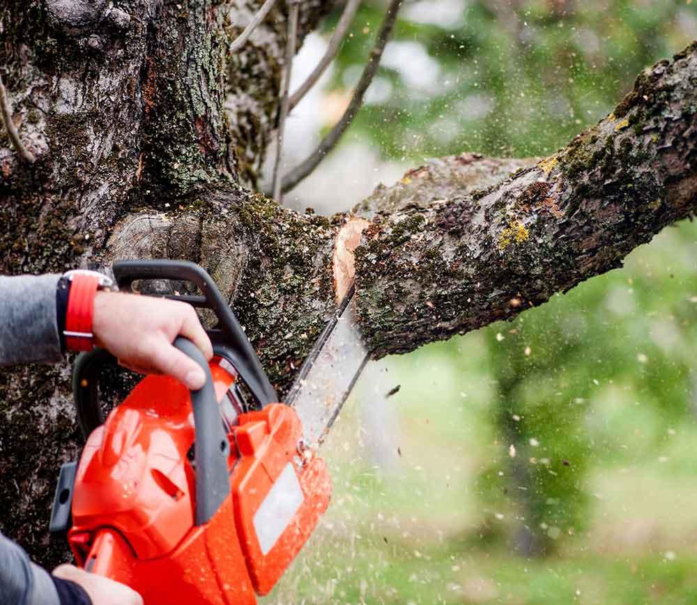 Get Your Trees in Shape with Our Expert Tree Pruning And Hedging Services