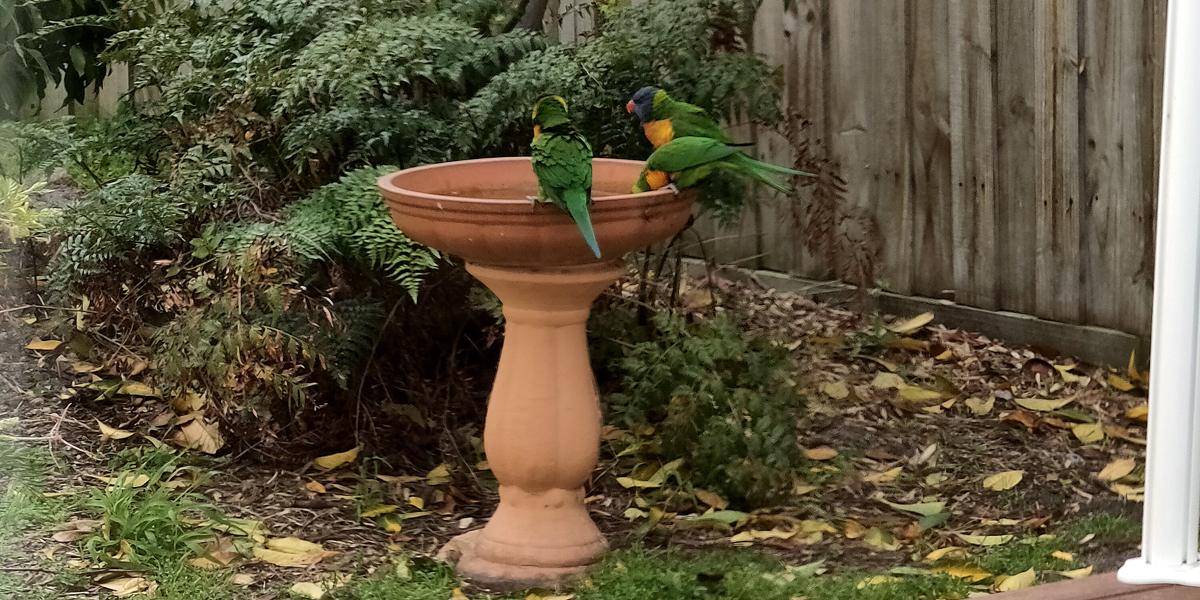 Transform Your Garden with Water Wise Gardening Services