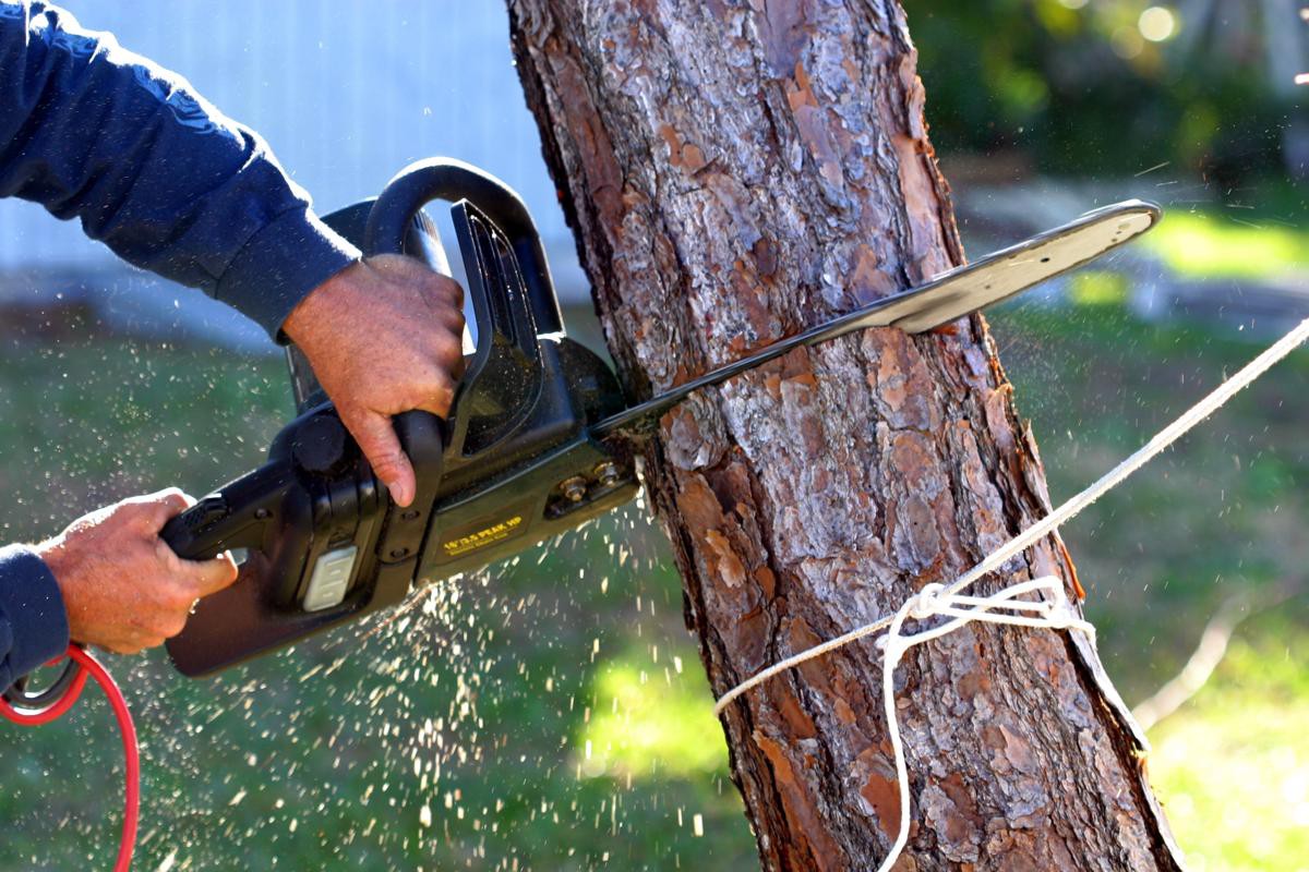 Expert Tree Cutting Service to Enhance Your Property Aesthetic Appeal