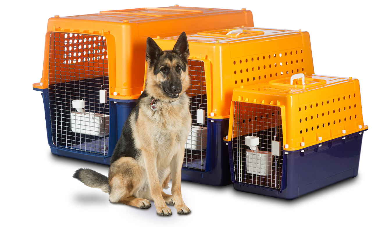 THINGS TO CONSIDER BEFORE TRANSPORTING YOUR PET