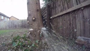 Absolute Tree Care and Gardens Provides the Best Tree Surgeon Cheshire Services