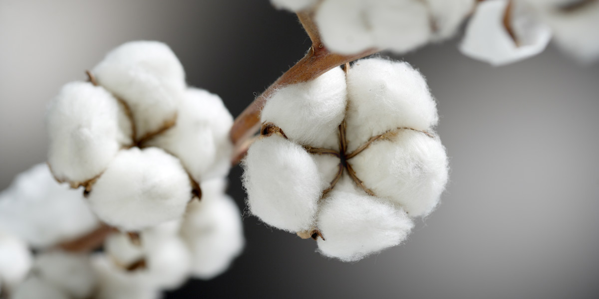 Natural Fibers Market 2022-2031 : Demand, Trend, Segmentation, Forecast, Overview And Top Companies 