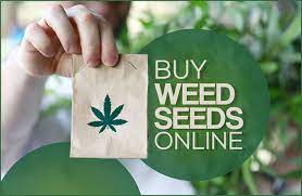 Importance Of The Best Cannabis Seeds In Canada