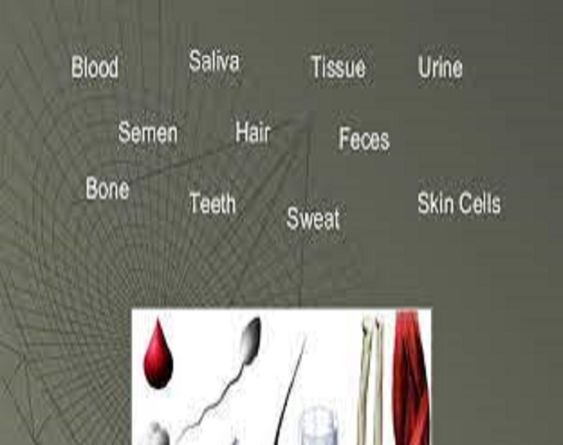 Best Physical Evidence In Forensic Science