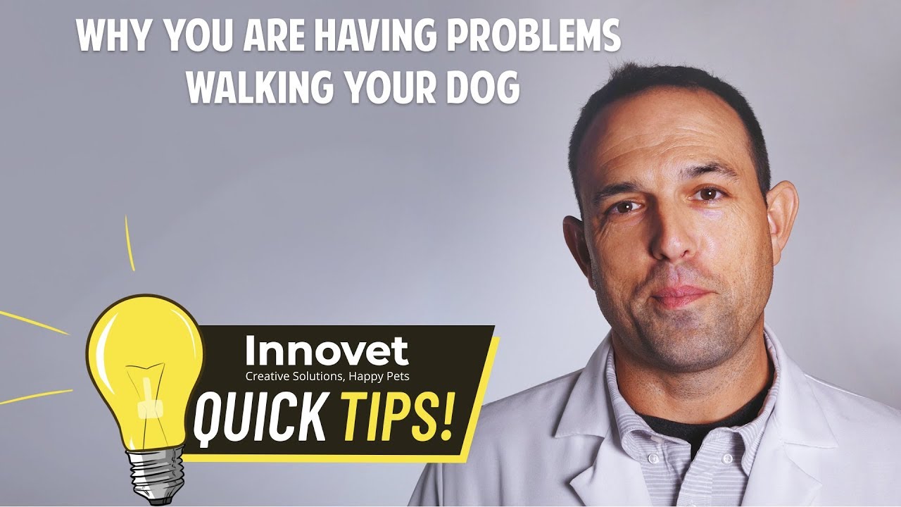 Why You’re Having Problems Walking Your Dog - Three Essential Tips