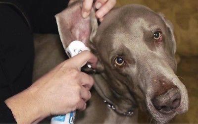 Purotic Extra Strength - Dog's Ear Problems Solution