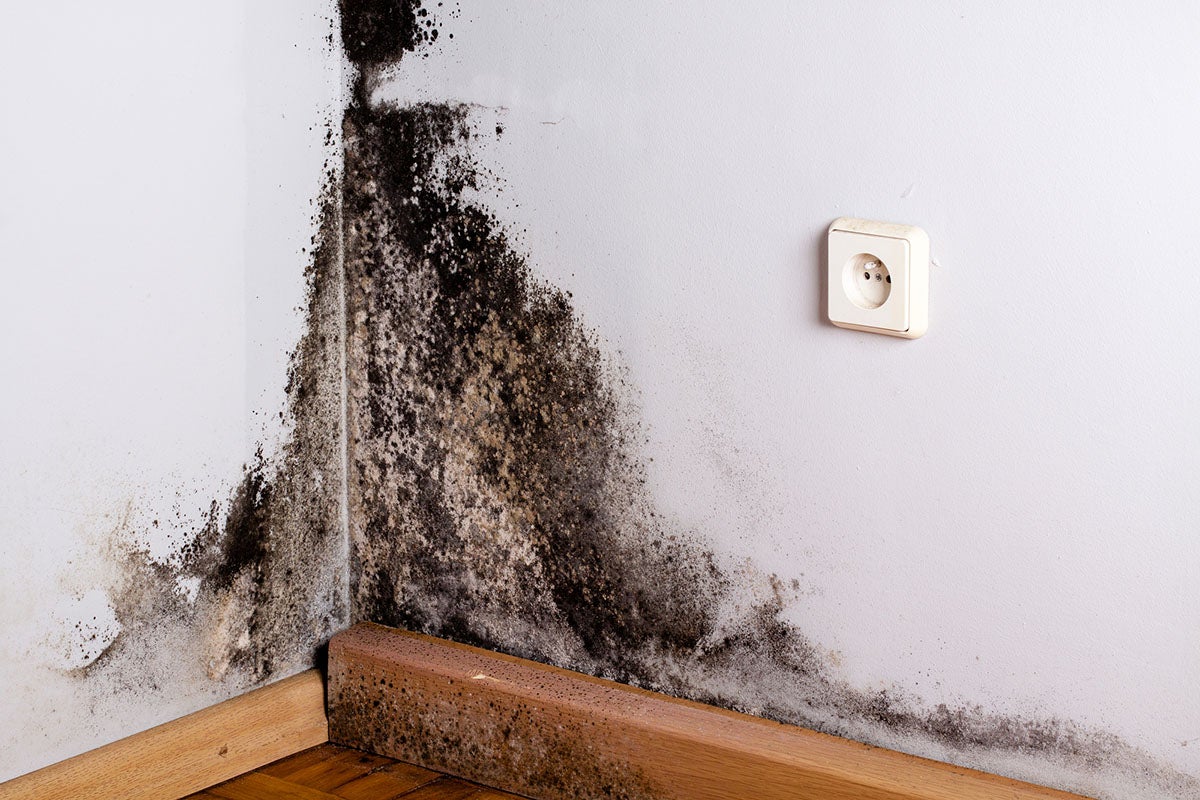 What to Do if You See Mold in Your Home