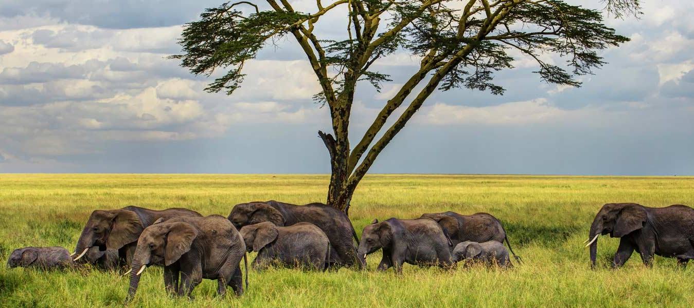 The Real Cost of Climbing Mt. Kilimanjaro with Local Tour Operators