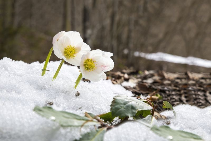 Winter Whites Flower Flowers in Lexington, MA 