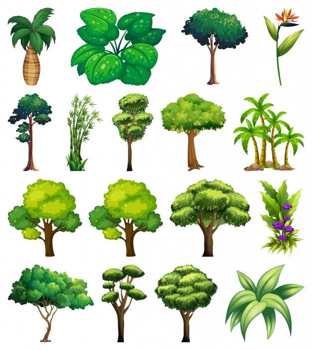   How plants and trees plays highly role in human life?